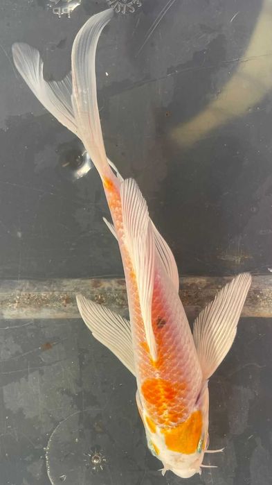 **SUPER PROMOÇÂO** Carpa Koi Véu 15/20cm