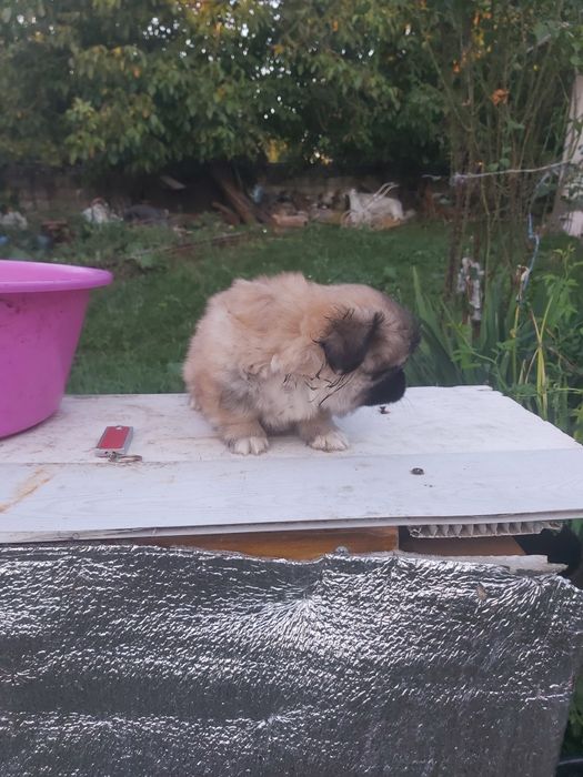 Продам хорошого пекінеса