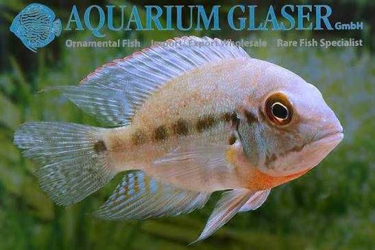Hoplarchus psittacus