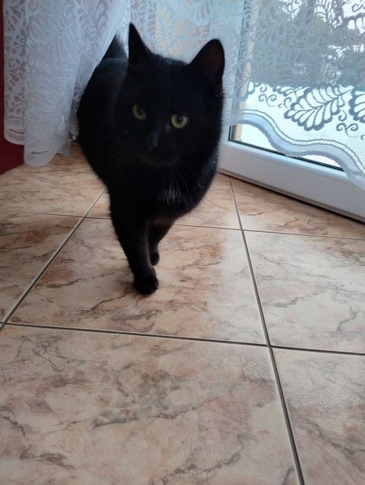 Oddam znalezionego kotka