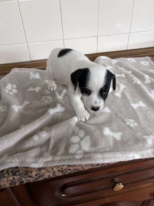 Jack Russell macho pelo curto