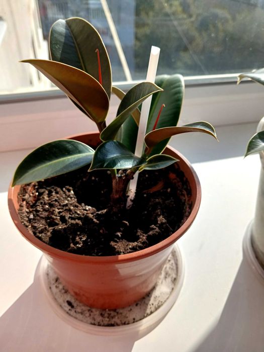 Фікус Мелані 20см