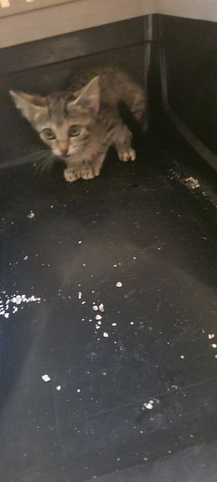 Gatinha 2meses muito meiga tigrada