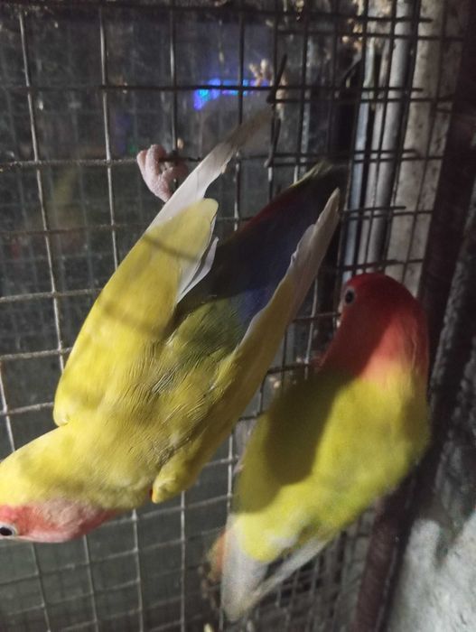 Agapornes  rosicoles