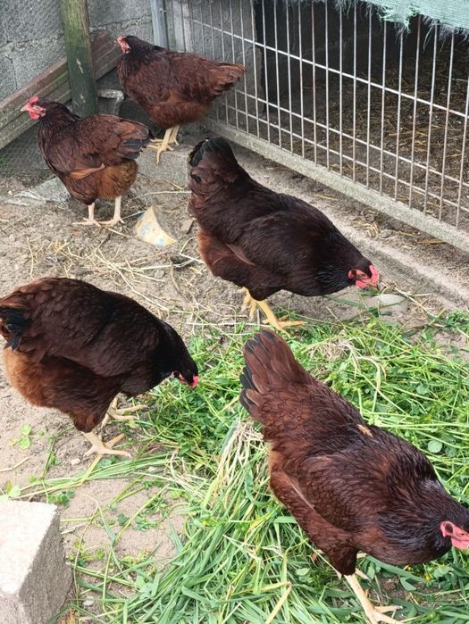 Vendo um trio de galinhas rhode island red