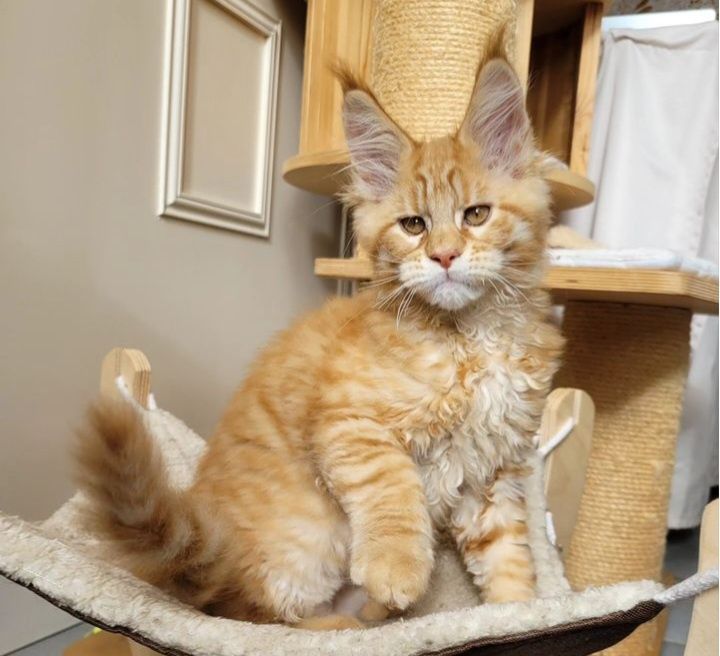 Мейнкун кошенятка