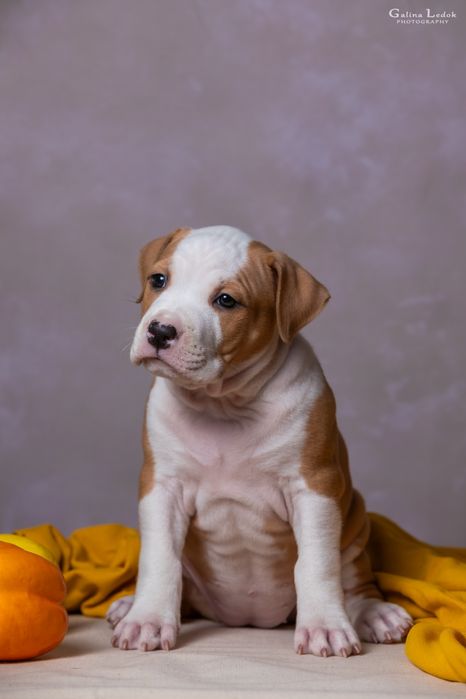 Перспективна дівчинка Амстаффа (КСУ) — All’Vari Style. 2.5 місяці