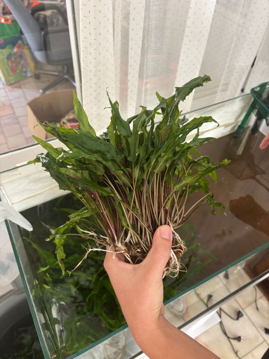 Cryptocoryne wendtii planta aquatica