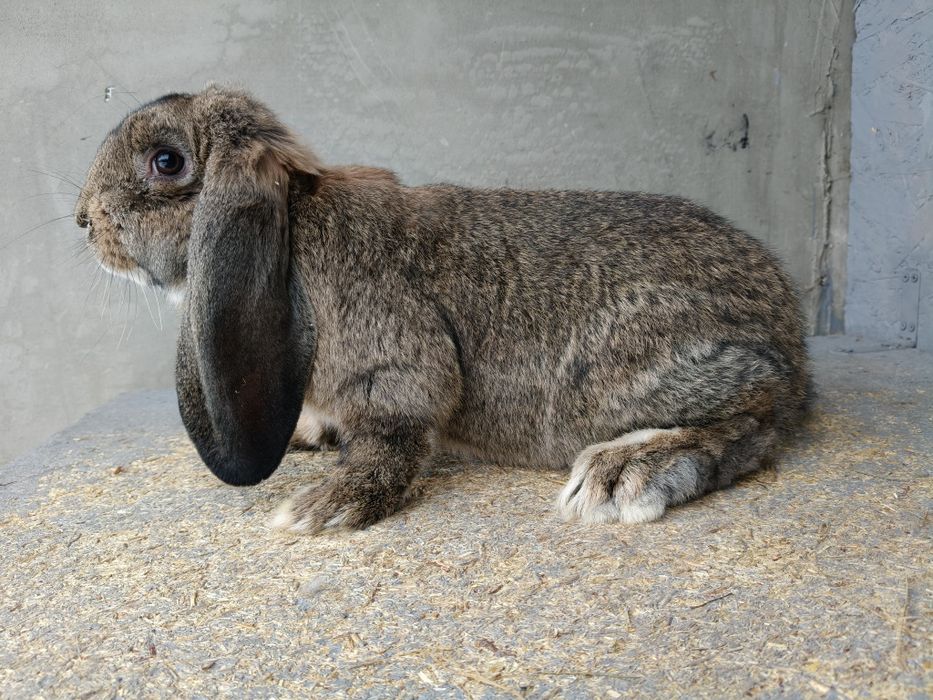 Francuski Baran Szary