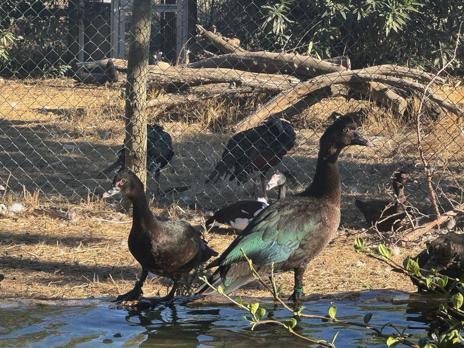 Patos Cairina moschata