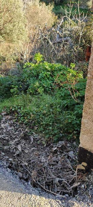 Terrenos agricolas DouroBragança- Torre Moncorvo- Açoreira Desde 1950E