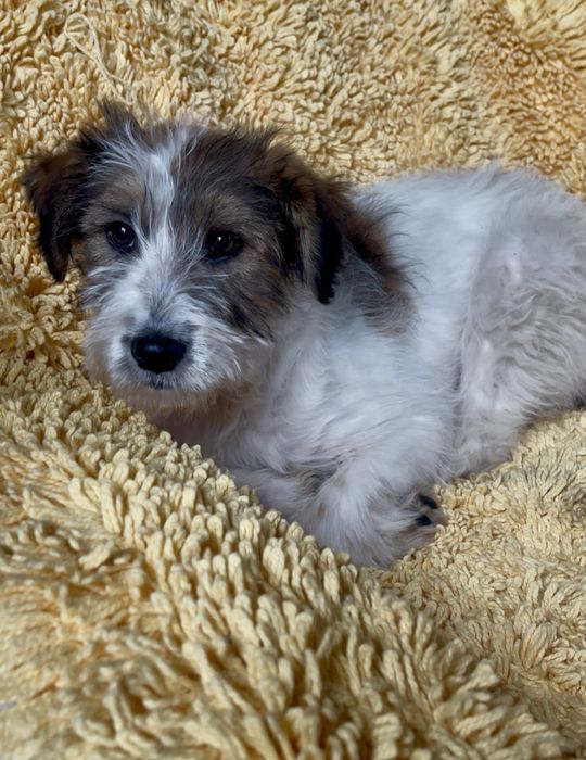 Красива дівчинка шукає родину