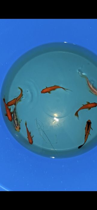 Carpas koi / Cometas / shibunkins