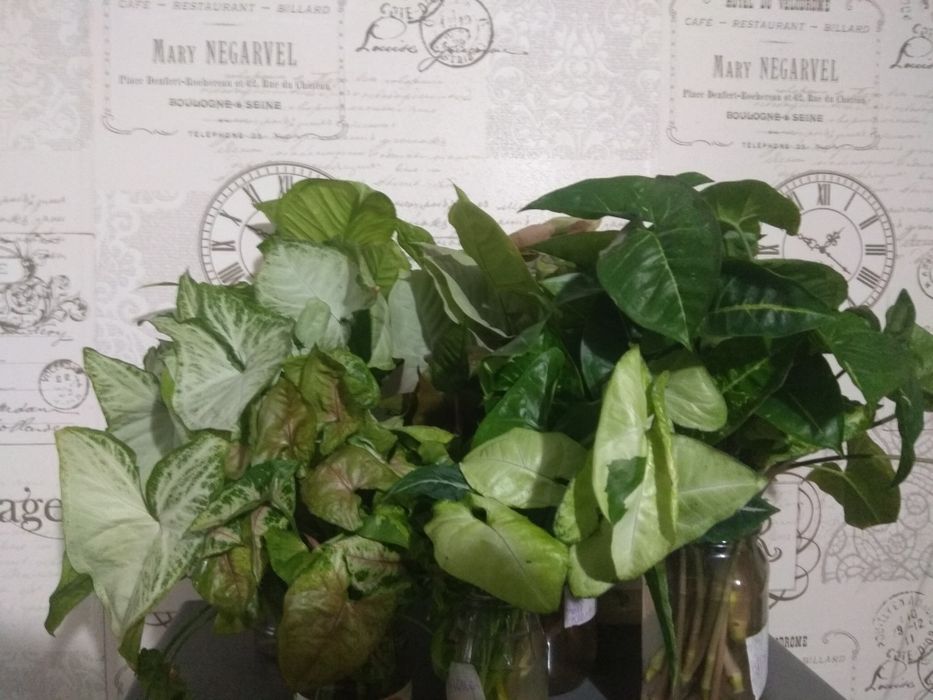 Зрізи сортових сингоніумів