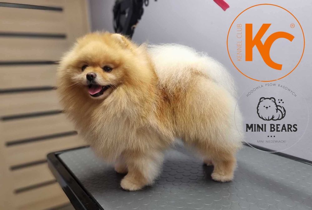 Szpic Miniaturowy Pomeranian Reproduktor Krycie