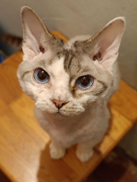 Девон рекс на вязку