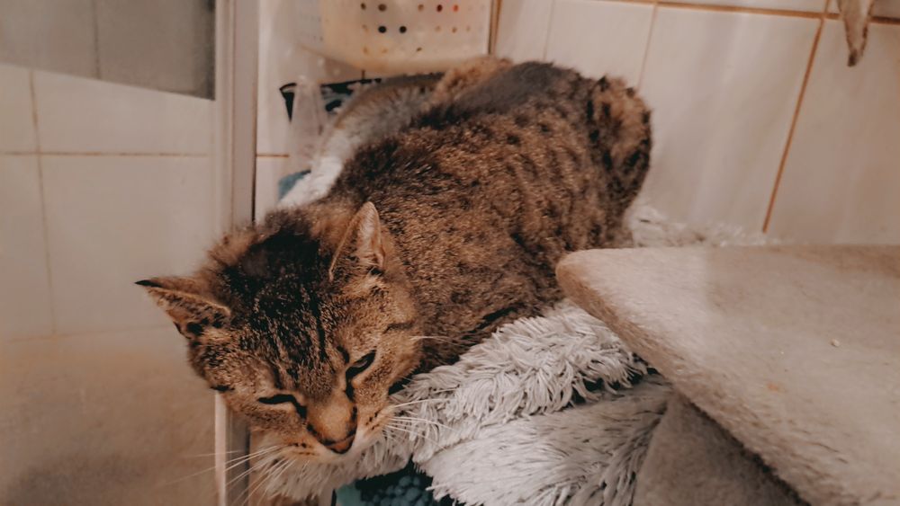 Wydam kocurka. Bez pralki ;)