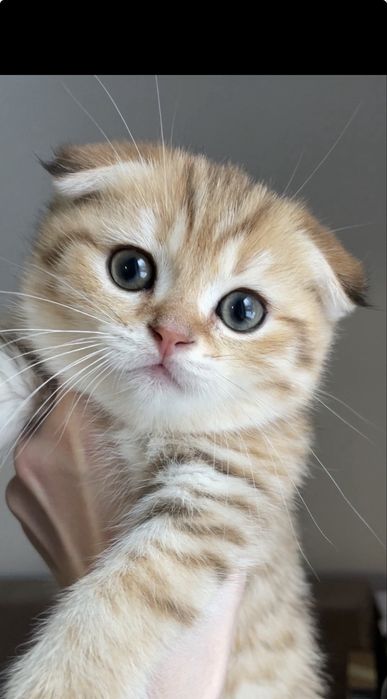 Золотой табби,котенок,мальчик шотландский вислоухий с чипом, вакцинами