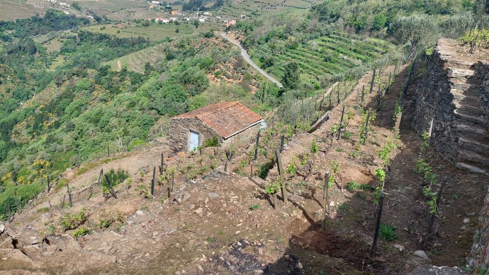 Vinha produtiva com oliveiras, árvores de fruto e mina de água