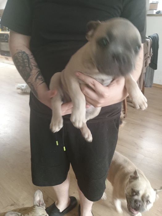 Buldog francuski dziewczynka