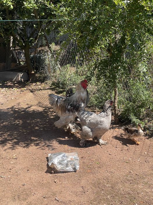 Trio de brahmas cinza