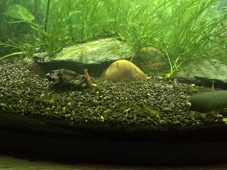 Krewetki akwariowe babuti