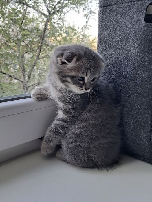 Висловухий хлопчик