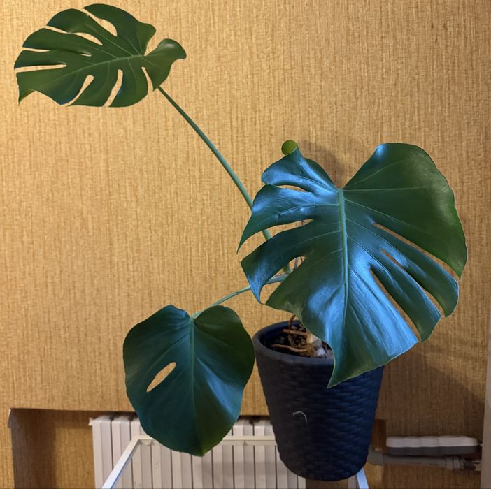 Монстера альба / вариагатна , монстера класическая, взрослое дерево.