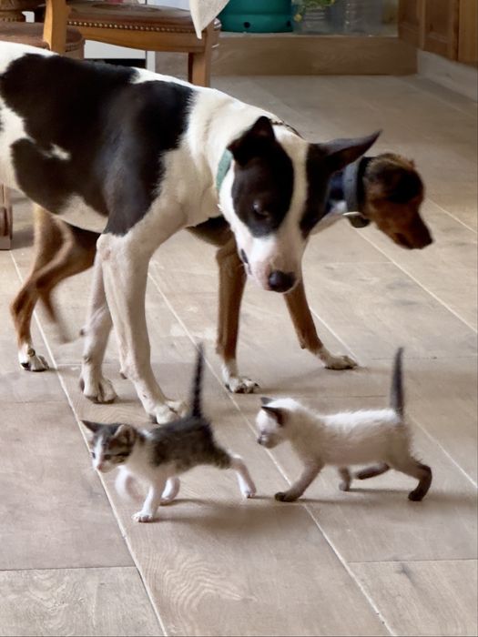 Procuram-se famílias responsáveis para 5 gatinhos bebés