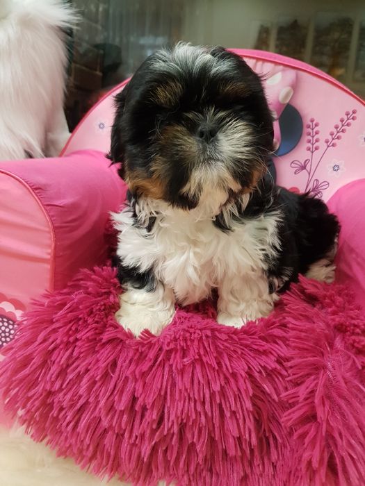 Śliczny piesek shih tzu z wyprawką