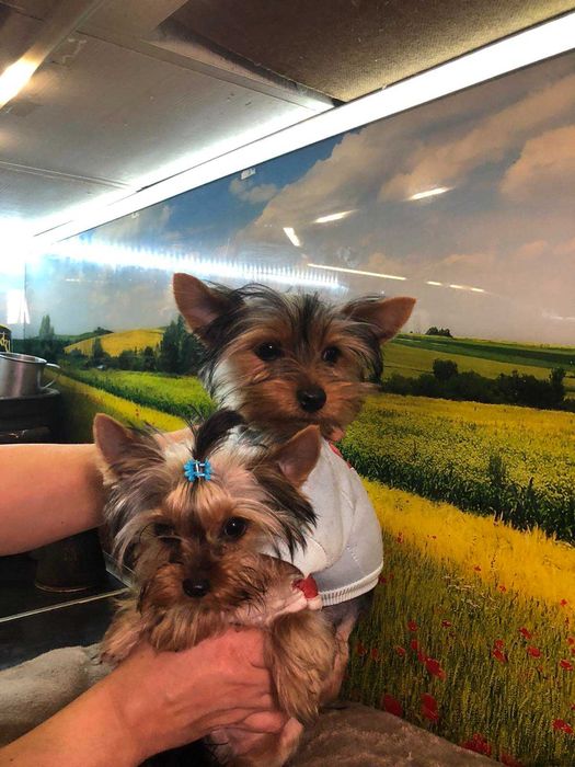 Маленьке чудо шукає родину