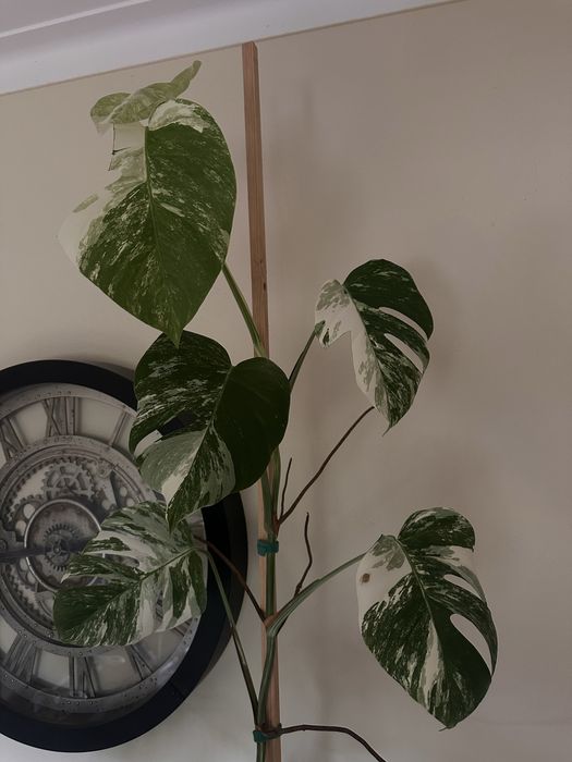 Monstera albo variegata XXL