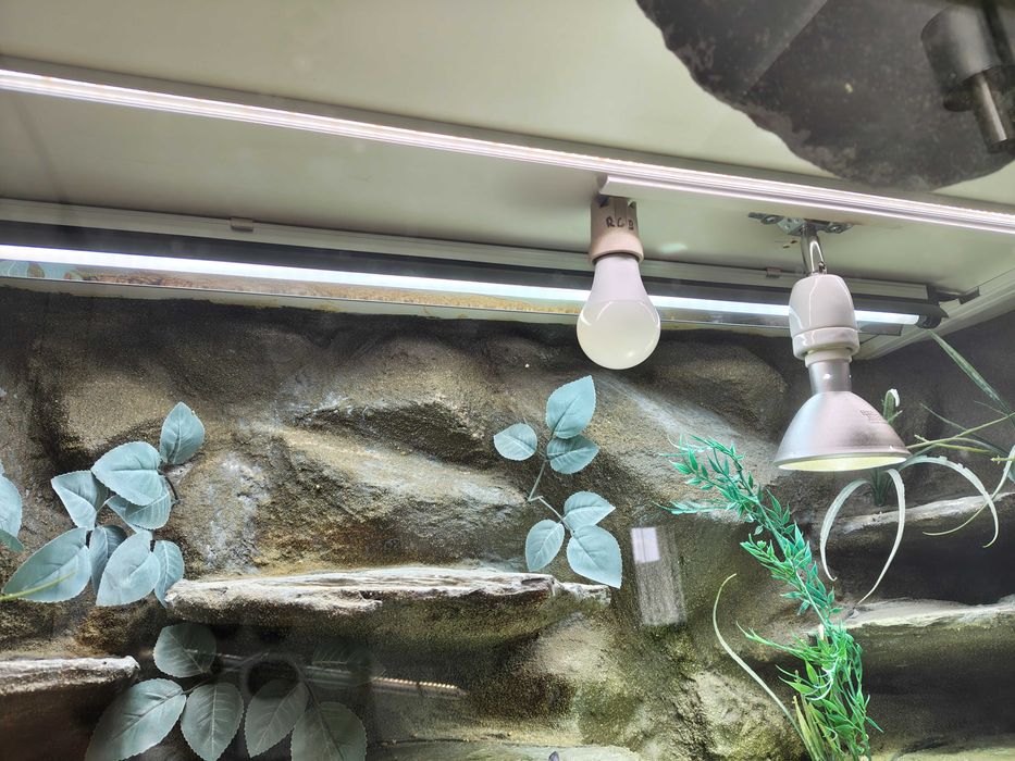 Terrarium z szafką oraz agama brodata -kompletny zestaw