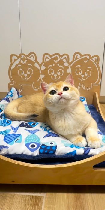 Лагідний грайливий мурчун