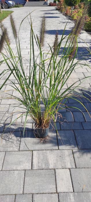 Trawa pampasowa 130cm, rozpielnice, miskanty