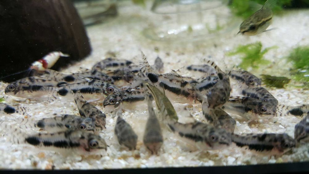 Kirysek malutki - Kirys miniaturowy - Corydoras habrosus - dowóz