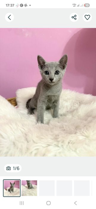 Kotek rosyjski gotowy do odbioru