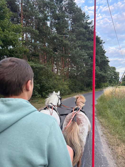 Przejażdżki bryczką kucykami. Konie. Bryczka kuce kucyki