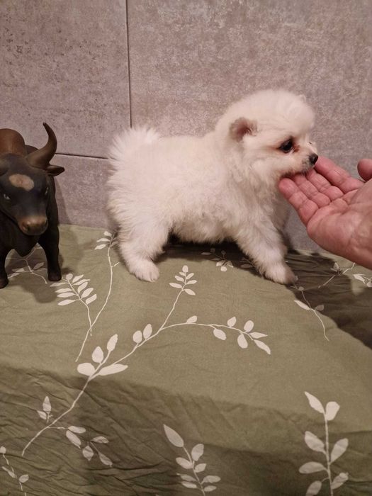 Spitz Alemão Anão/Lulu da Pomerânia