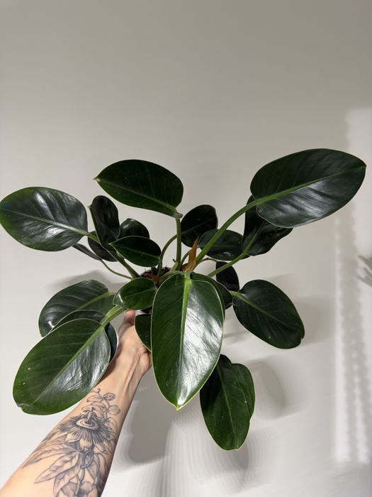 Філодендрон  Біркін, Ред, Pittieri, Пінк Біркін, Майоі, Грін