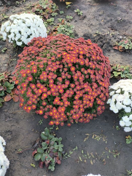 Хризантема шаровидна(мультифлора)