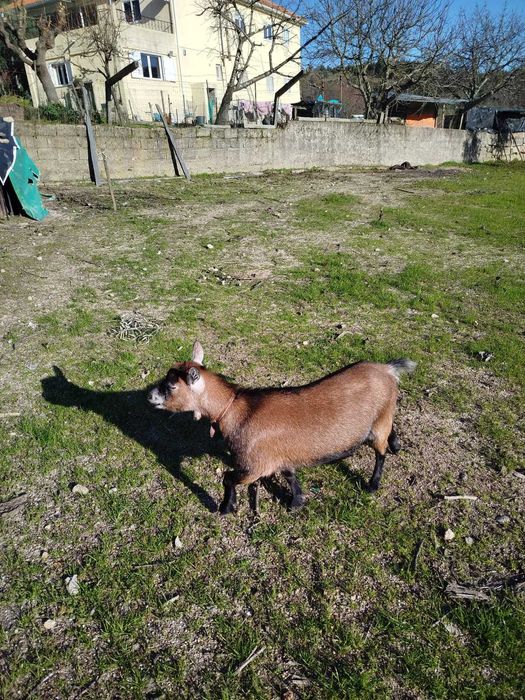 Cabra e Cabrito Anões
