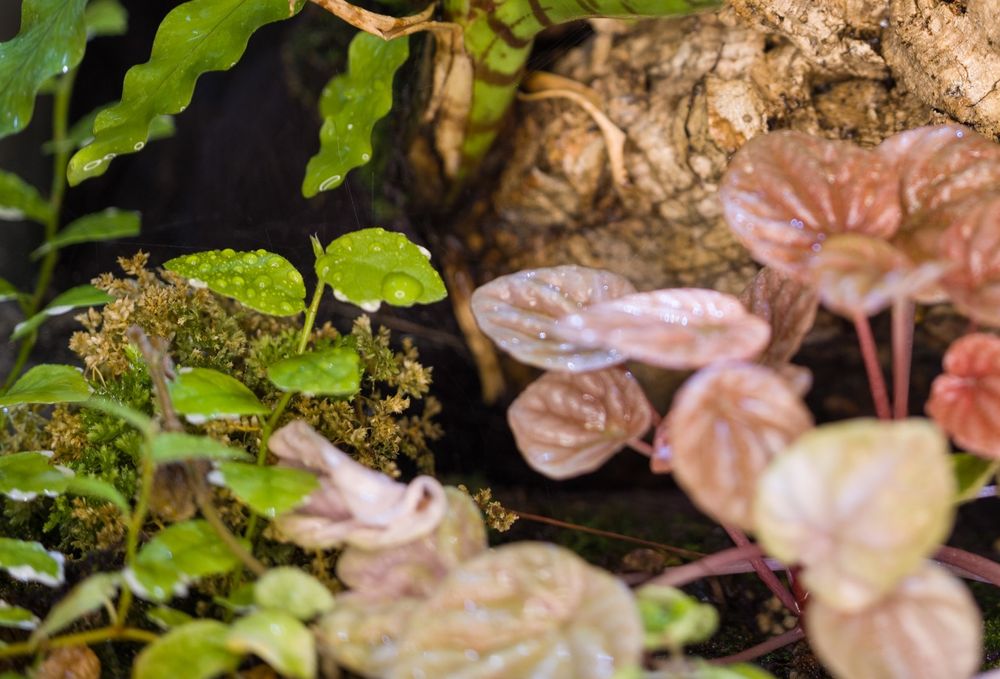 Terrarium tropikalne paludarium gekon