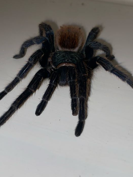 Ptasznik. Sprzedam piękną samicę Chromatopelma cyaneopubescens (GBB)