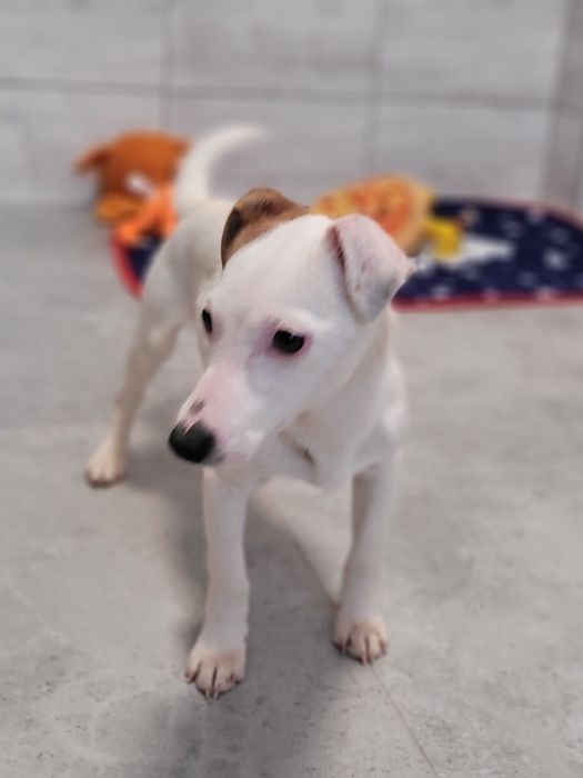 Jack Russell Terrier Szczeniak  Biało Brązowa Suczka