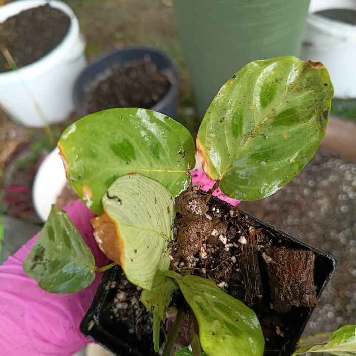 maranta zestaw 2 odmian
