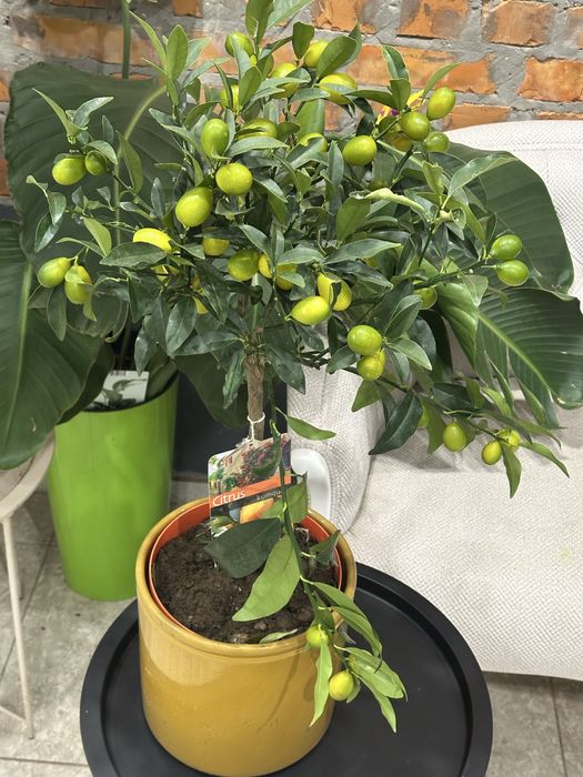 Цитрусові дерева Кумкват, Лимонне дерево, лаймкват, каламондин