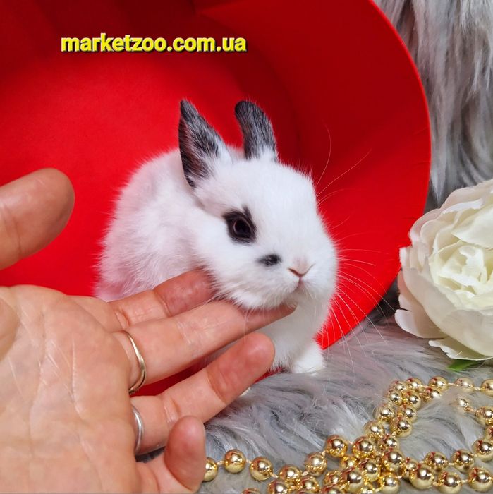Мініатюрний голандський кролик шикарного типу!!!