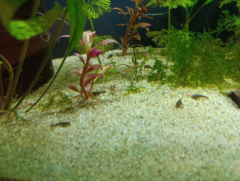 Glonojad zbrojniki pospolity