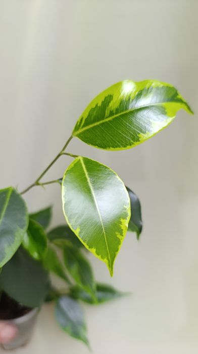 Фікус Бенжаміна сорту Анастасія та інші сорти